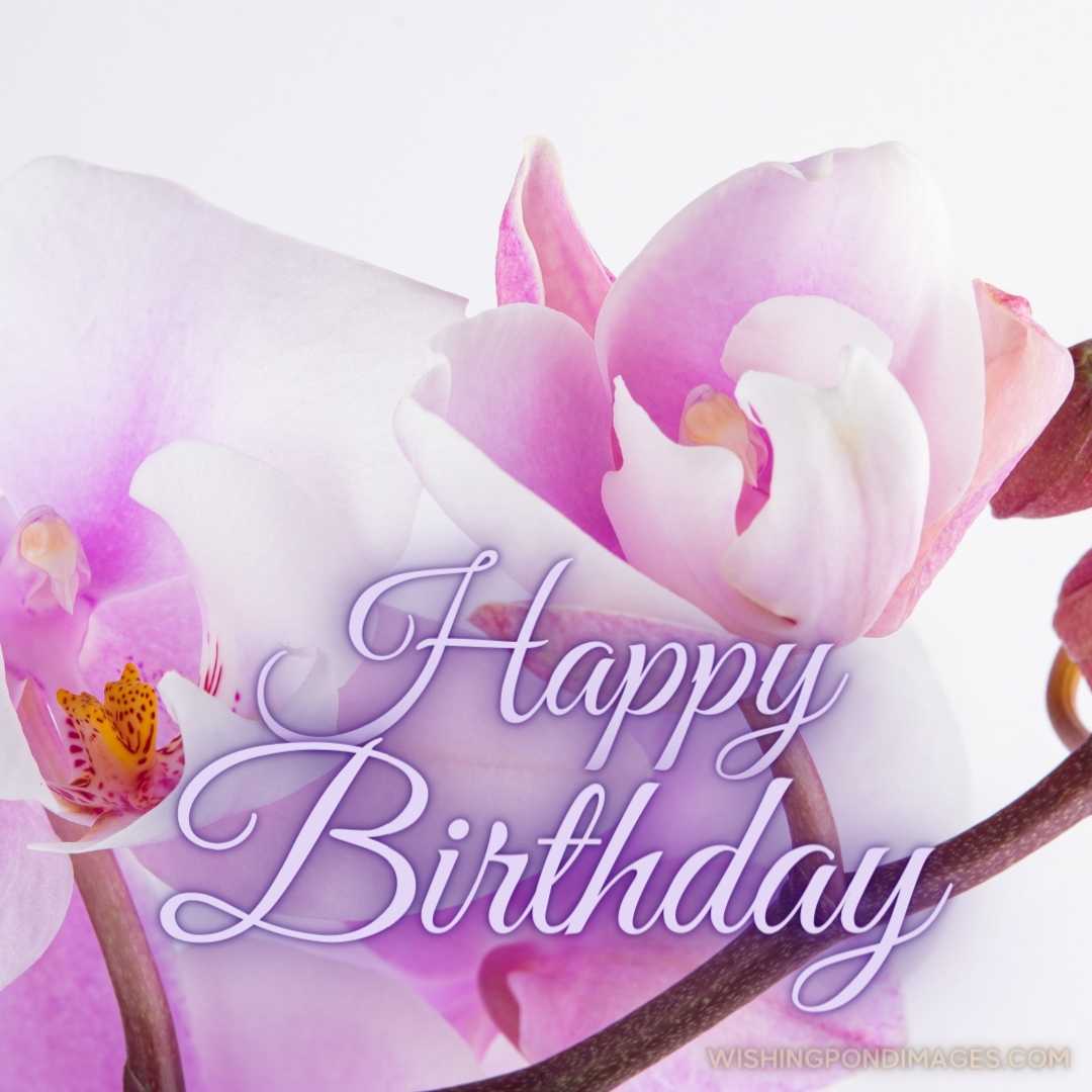 A branch of a beautiful and pastel purple orchid on a white background. Happy Birthday Purple Flower